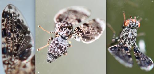 Callopistromyia annulipes